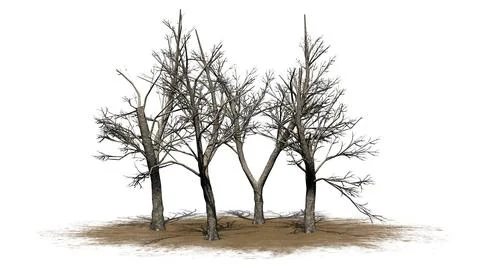 Several Green Ash trees in winter on sand area with shadow on the floor Illustrazione stock