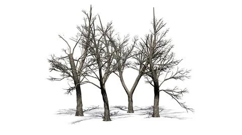 Several Green Ash trees in winter with shadow on the floor Illustrazione stock