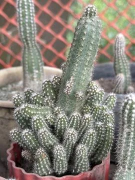 Several green cactus plants with tiny white spikes are growing together in a  스톡 사진