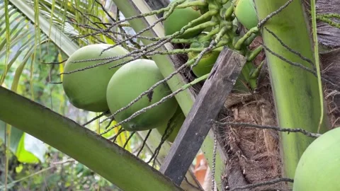 Several green coconuts grow in clusters high on a palm among long arching leaves 動画素材 332124672