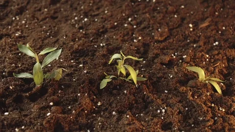 Several green grass sprouts grow out of the ground. Spring fun footage. Fairy Stock Footage 241667347