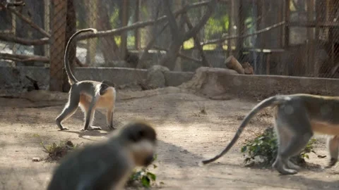 Several green monkeys walk around their enclosure at the zoo in Antalya, Turkey Stock Footage 229656176