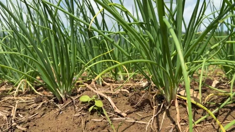 Several green onion clusters appear in close view with neighboring cultivated Stock Footage 331517282