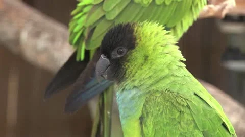 Several Green Parrots Perched On A Tree Branch 動画素材 19031800
