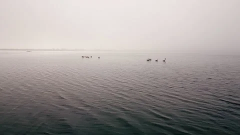 Several groups of flamingos in the water Video stock 270973574