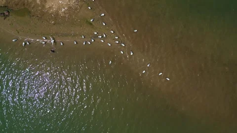 Several Groups of Flamingos in the Water 動画素材 274843207