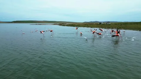 Several Groups of Flamingos in the Water 動画素材 274843776