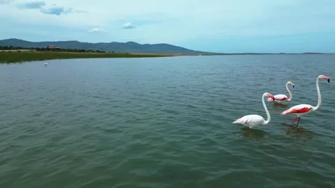 Several Groups of Flamingos in the Water 库存影片 274844433