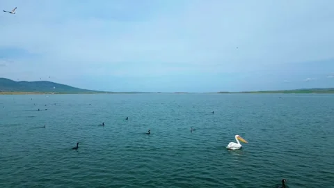 Several Groups of Flamingos in the Water Vídeo Stock 274848757