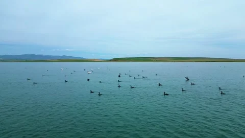 Several Groups of Flamingos in the Water Stock-Footage 274849000