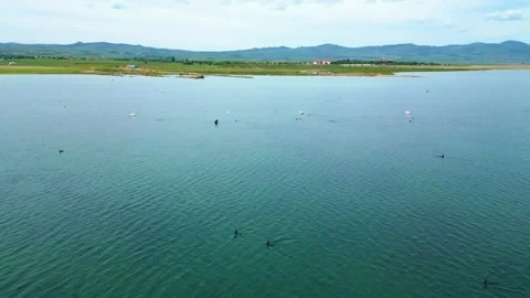 Several Groups of Flamingos in the Water Vídeo Stock 274849524