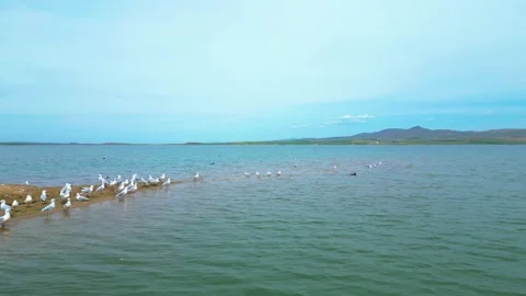 Several Groups of Flamingos in the Water Stock-Footage 274849732