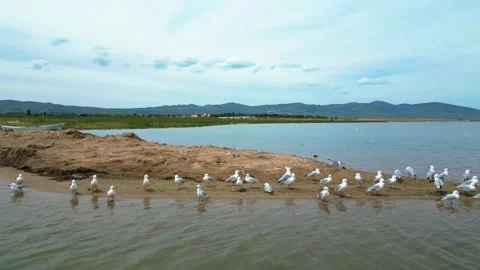 Several Groups of Flamingos in the Water Stock-Footage 274849797
