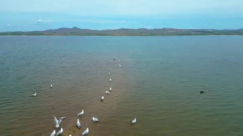 Several Groups of Flamingos in the Water Stock-Footage 274849873