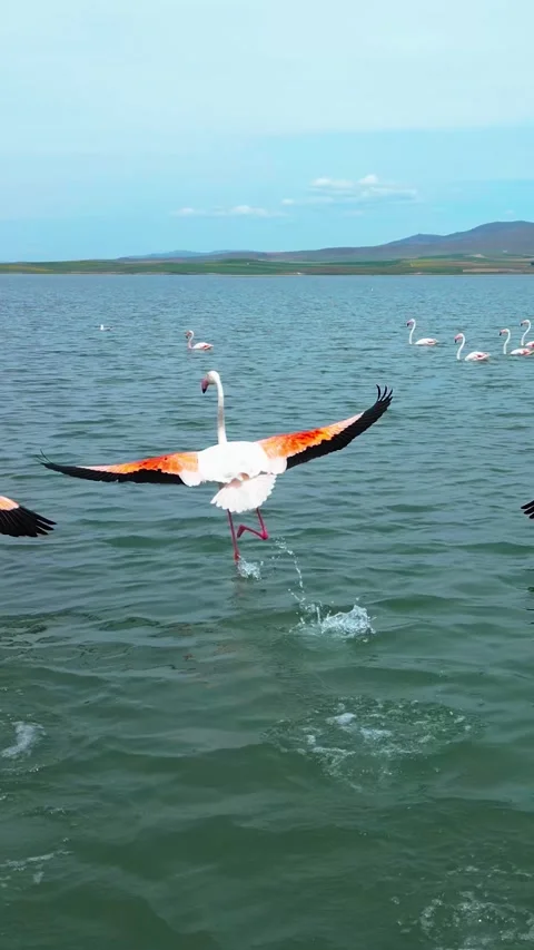 Several Groups Flamingos Water Vertical Video 库存影片 334876775