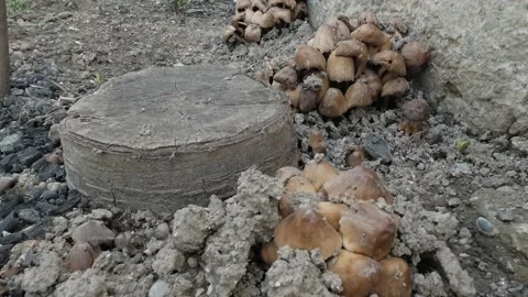 Several groups of toadstools. Stock Footage 152974496