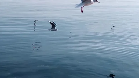 Several gulls in flight over a calm, blue body of water. Stock Footage 301088761
