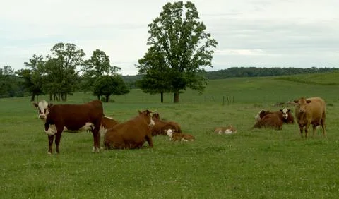 Several Hereford cows 库存照片