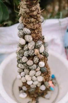 Several hermit crabs resting on a bed of fibers, prepared for sale, showcas.. Stock-Fotos