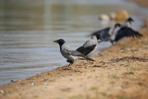 Several hooded crows sit on the sandy shore of the lake. Beautiful birds near Stock Photos