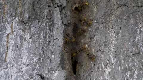 Several hornets cluster tightly within crack of tree bark Stockbeeldmateriaal 313906554