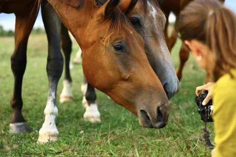 Several horses approach a camera operator working in a meadow environment. Th Stock Photos