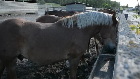 Several horses gather around an empty feeding trough and lick the surface 스톡 동영상 341793570