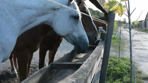 Several horses gather around an empty feeding trough and lick the surface Stock Footage 341793601