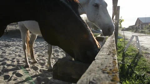 Several horses gather around an empty feeding trough and lick the surface 스톡 동영상 341793651