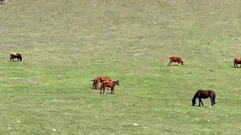 Several horses graze across an open meadow near a mountain slope in a rural Stock Footage 335076802