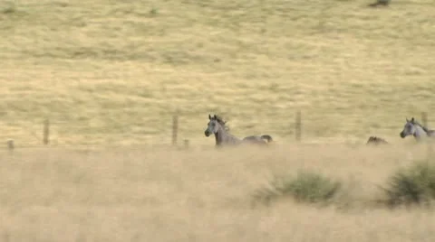 Several Horses Running Through An Open Field 스톡 동영상 19303646