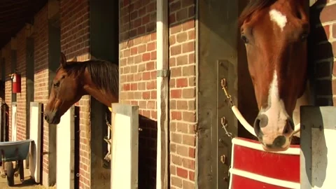 Several horses in their stable Stock Footage 159908804