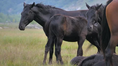 Several horses in the wild in the wind Video stock 261533936