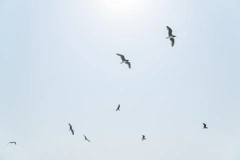 Several hovering seagulls in the blue sky Stock Photos