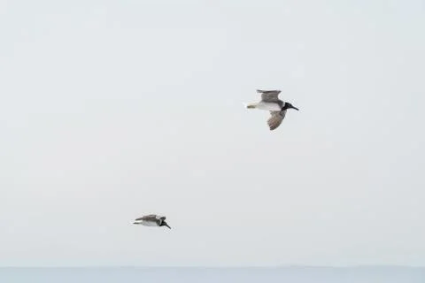 Several hovering seagulls in the blue sky Stock Photos