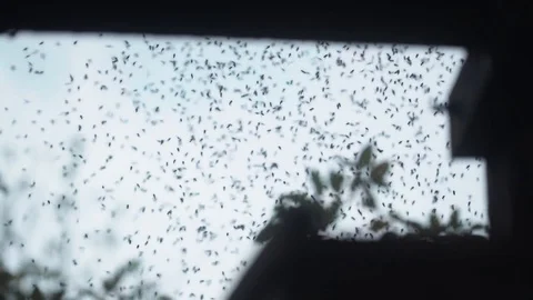 Several insects flying together Stock Footage 128139077