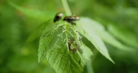 Several Japanese beetles mating on a group of leaves Stock Footage 158762276