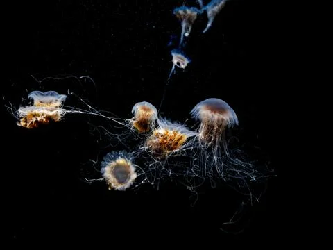 Several jellyfish drift gracefully through the dark ocean depths with long .. Fotos de archivo