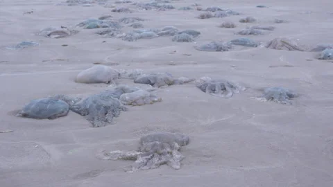 Several Jellyfish Stranded on a Beach in Wales Stock Footage 293095500