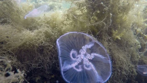 Several jellyfishes in the ocean Stockbeeldmateriaal 83859710