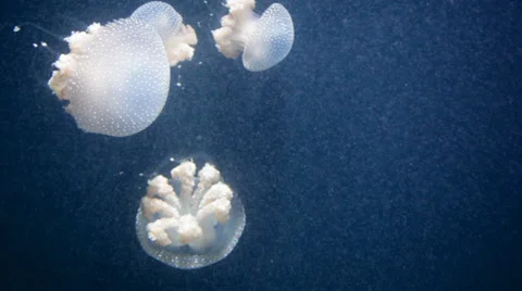 Several jellyfishs moving in water Stock Footage 33446355