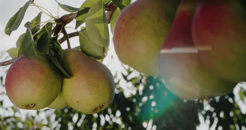 Several juicy pears ripen on a tree branch Stock Footage 146927638