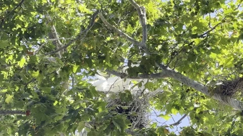 Several juvenile egrets interact in their nest Stock Footage 322550595
