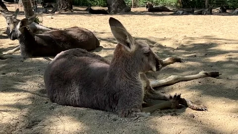Several kangaroos rest on sandy ground beneath trees on a warm sunny day Stock Footage 336449295