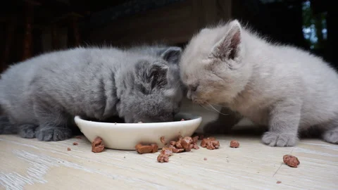 Several kittens eat from the same bowl. Stock Footage 134194546