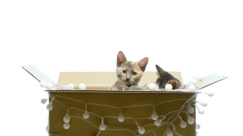 Several kittens playing in a box 스톡 동영상 44106425