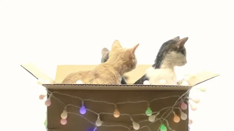 Several kittens playing in a box Video stock 44106776