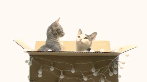 Several kittens playing in a box Stock Footage 44106891