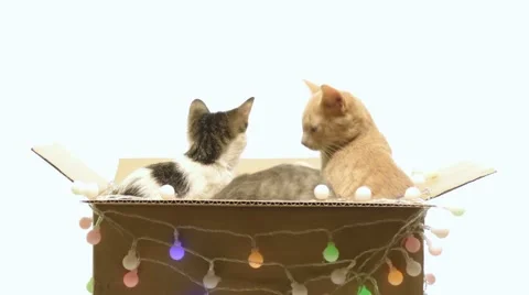 Several kittens playing in a box 스톡 동영상 44107231