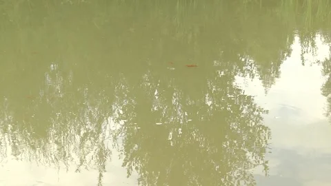Several koi carp fish in the water in pond closeup. Video stock 100330853
